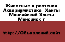 Животные и растения Аквариумистика. Ханты-Мансийский,Ханты-Мансийск г.